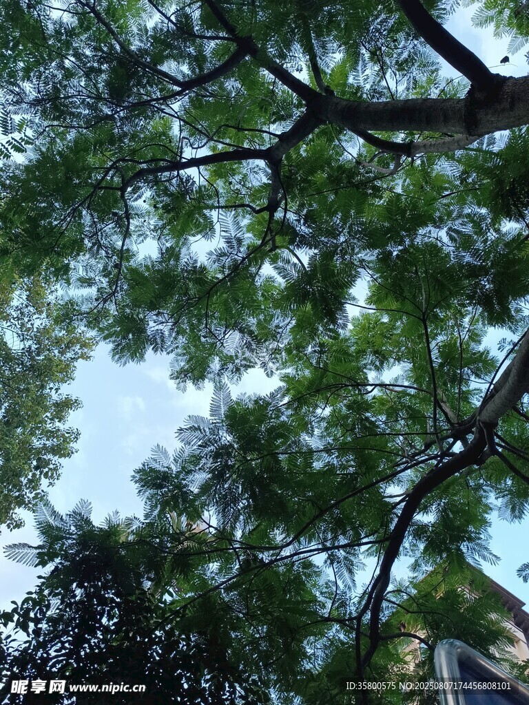 仰视繁茂绿树树冠