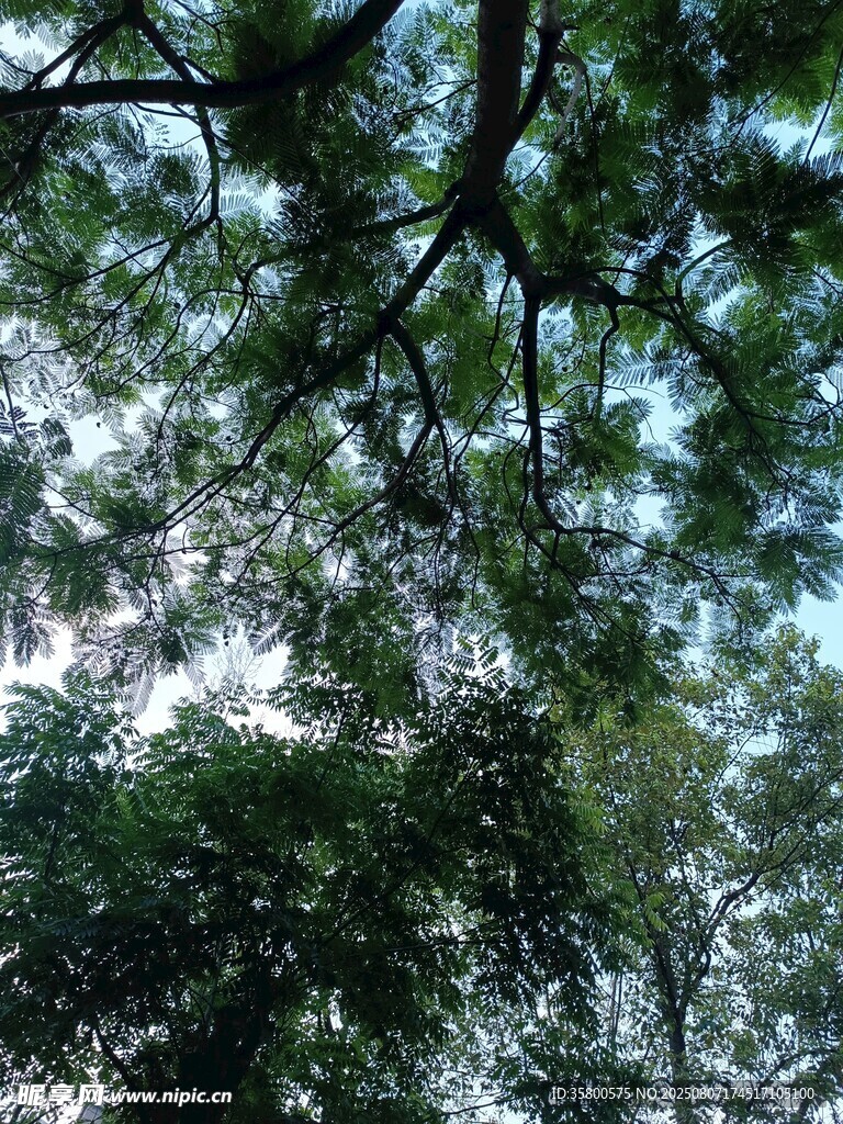 仰视茂密枝叶间的天空