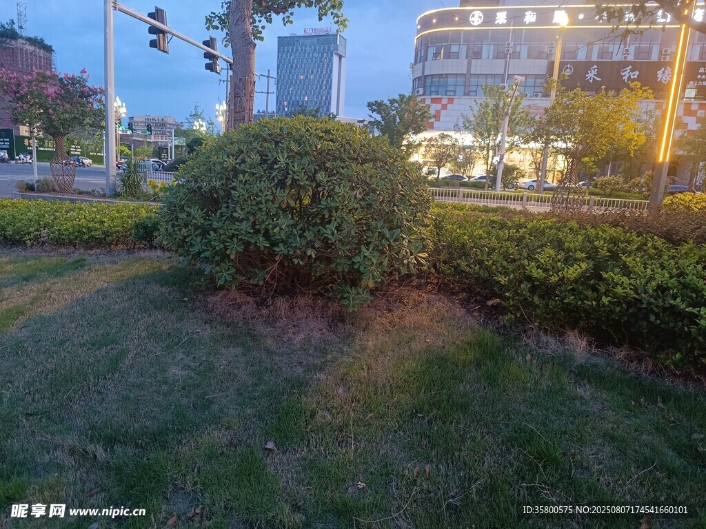 城市中的绿植景观