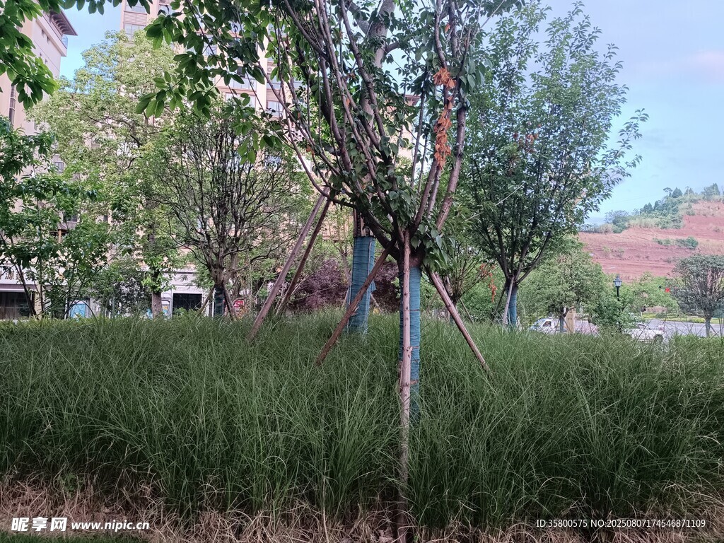 户外树木与草地景观