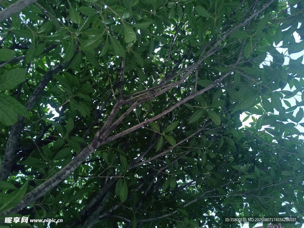 繁茂绿树间的光影景致