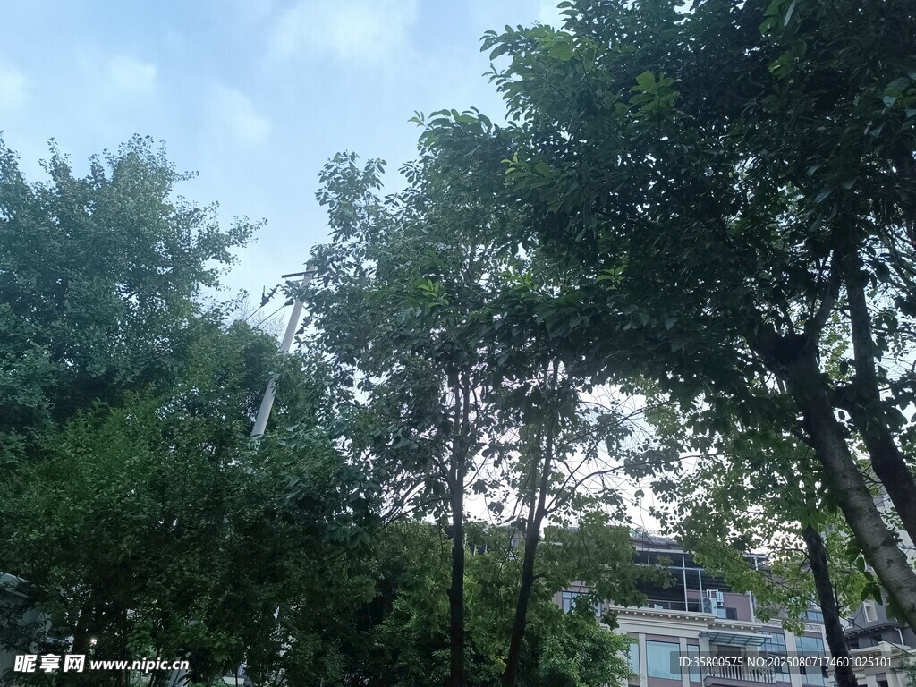 林间树木与远处建筑景观