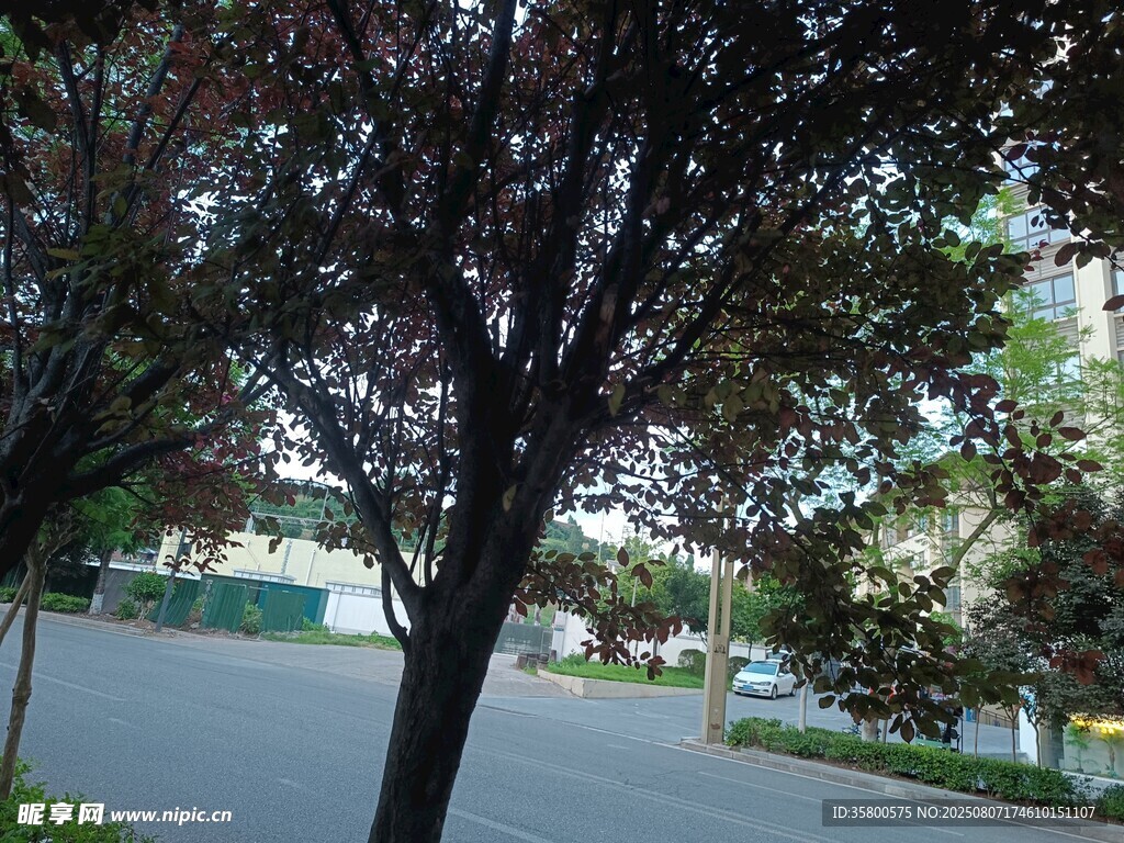 路边紫叶树风景