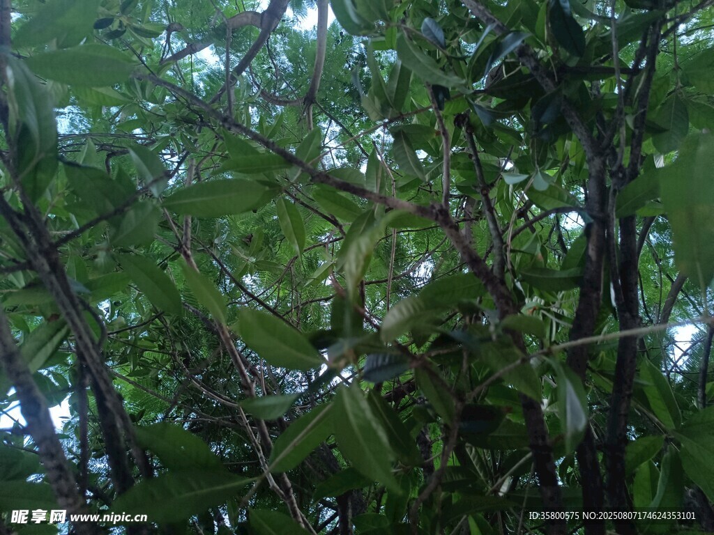 茂密丛林中的繁茂枝叶