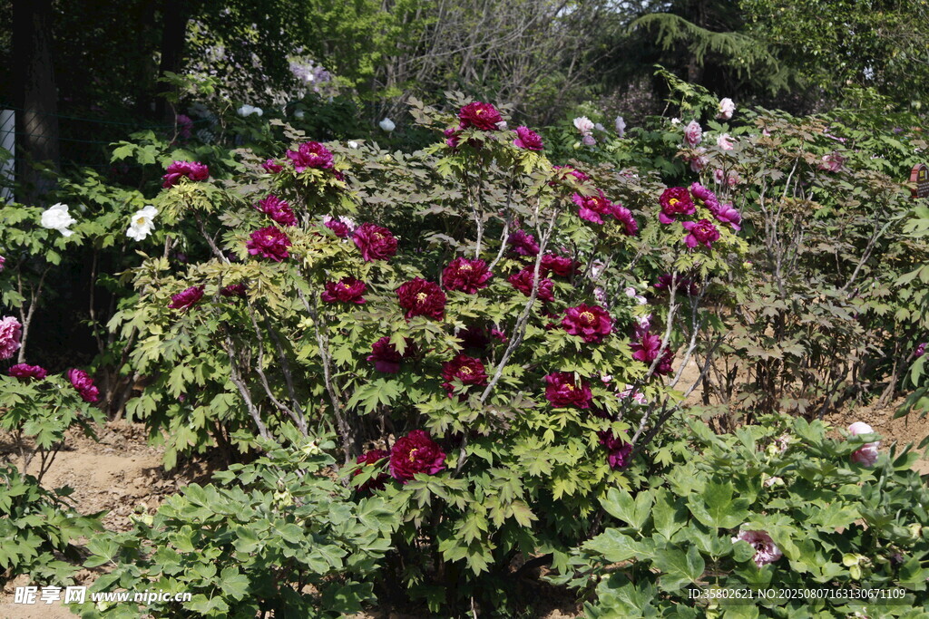 牡丹花株