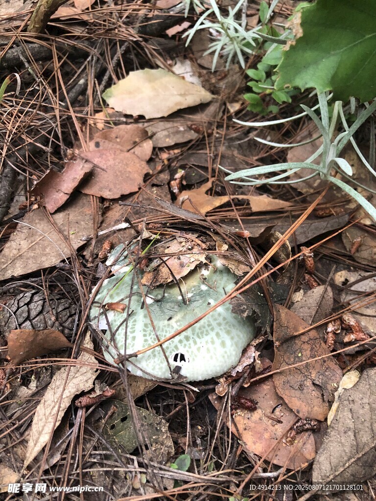 青头菌