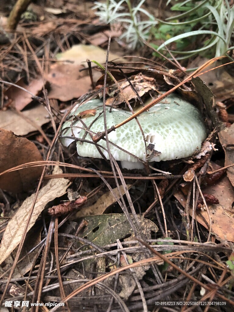 青头菌