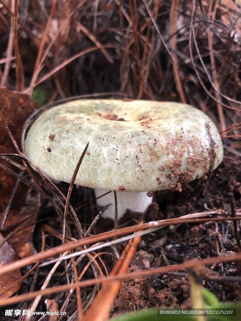 青头菌