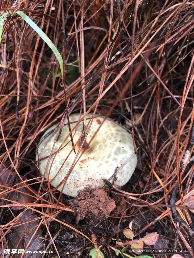 青头菌