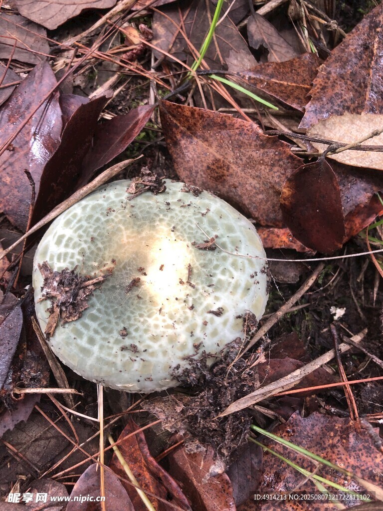 青头菌