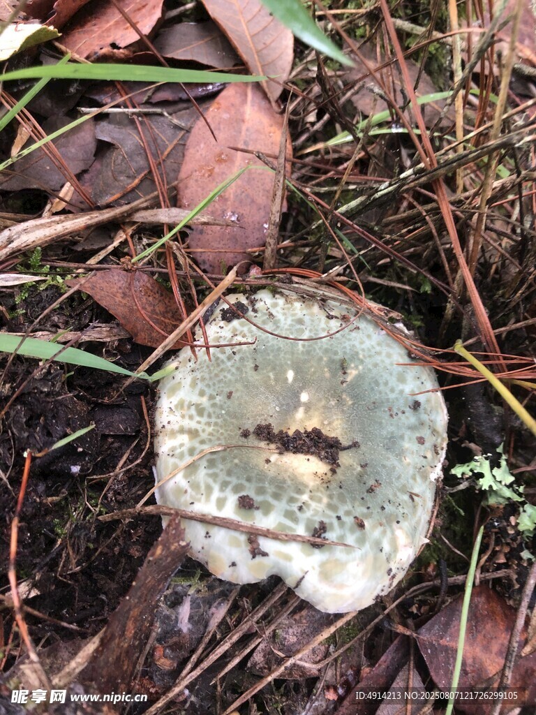 青头菌