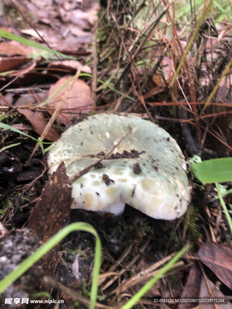 青头菌