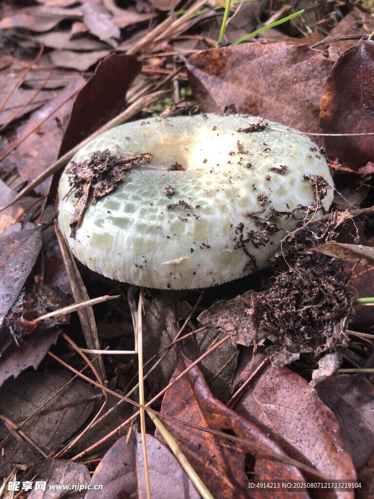 青头菌
