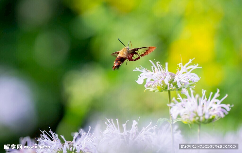 蜜蜂花间飞舞