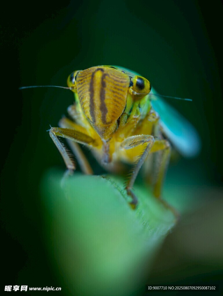 黄绿条纹昆虫特写