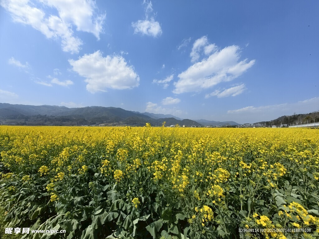 腾冲 金黄油菜花海  蓝天作伴