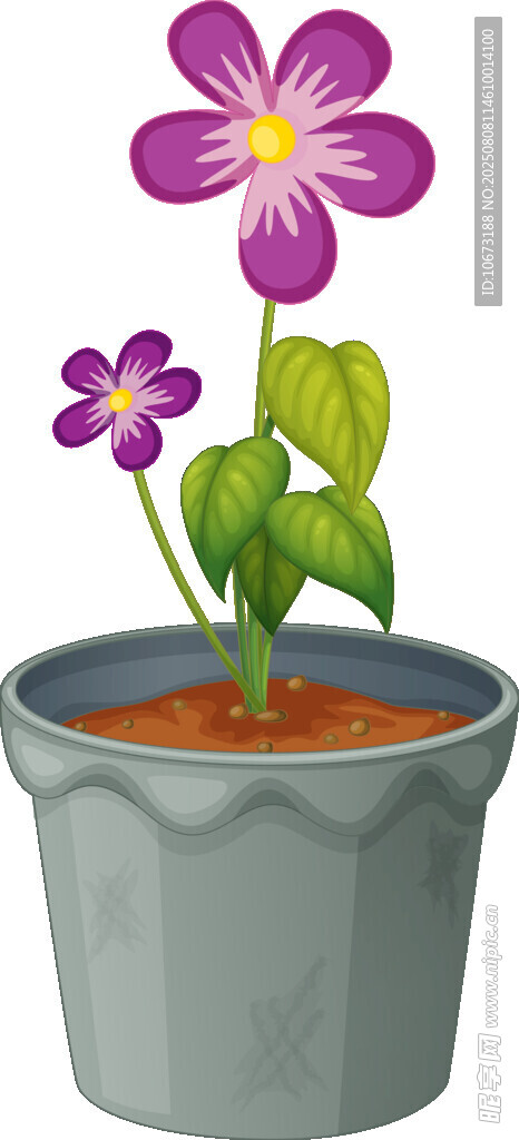 花盆中的紫色小花