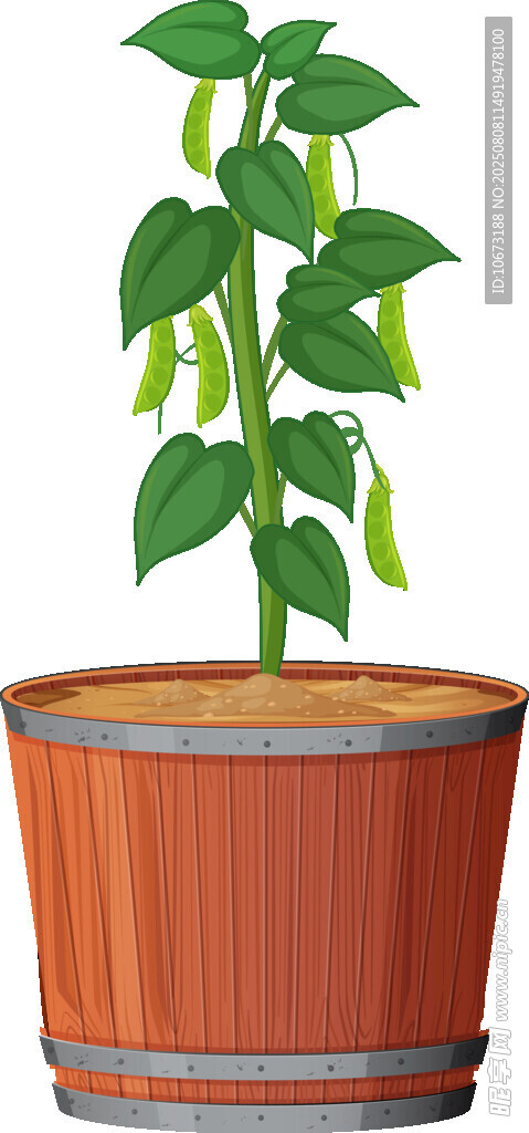 盆栽豆角植物