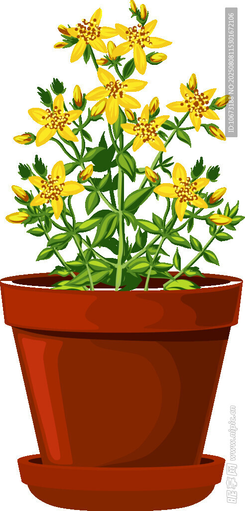 盆栽黄花