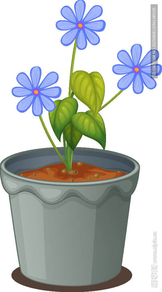 花盆中的蓝色小花