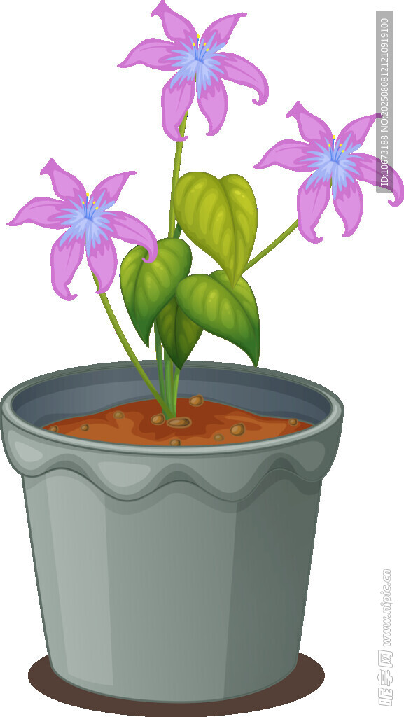盆栽紫花
