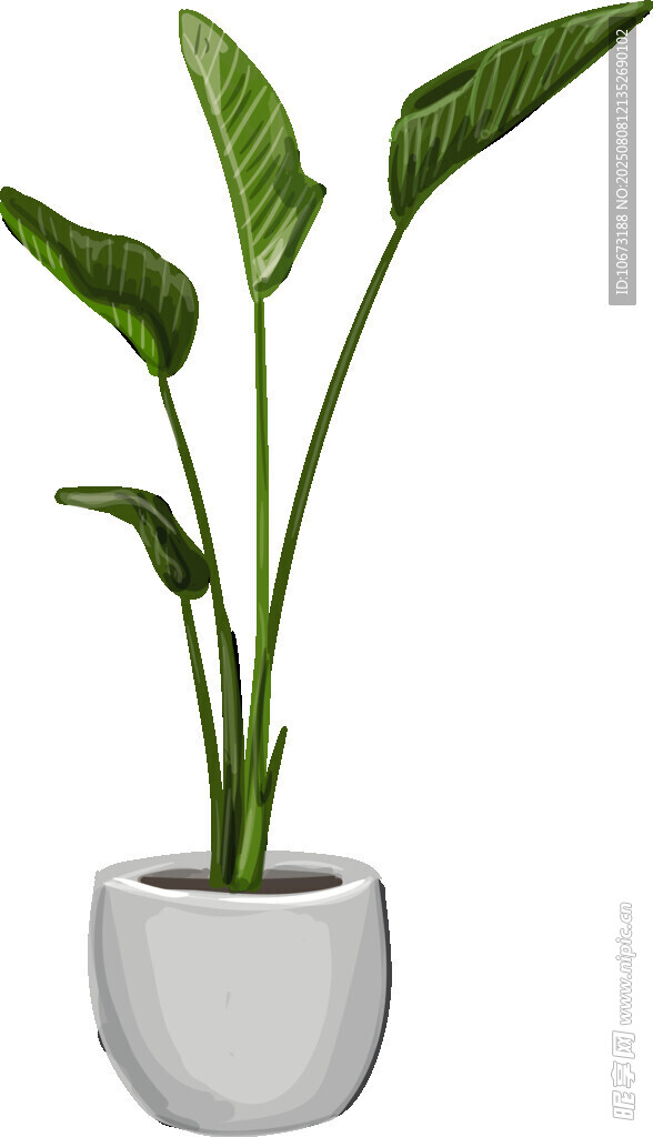 简约盆栽植物