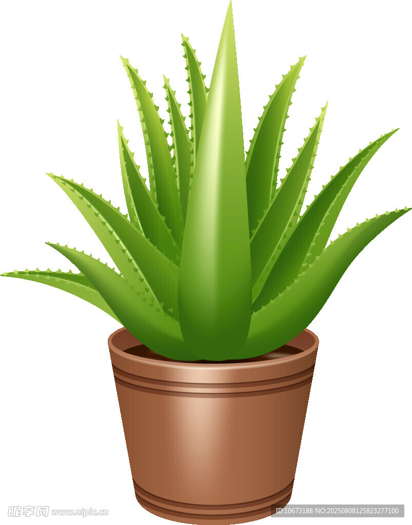 盆栽芦荟
