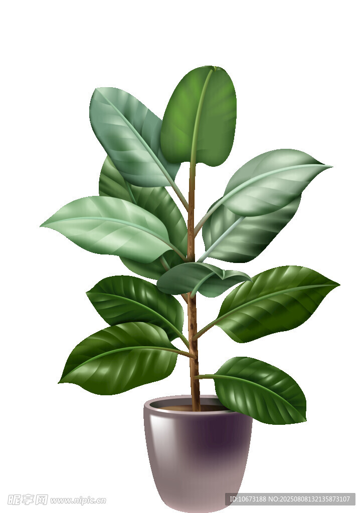 盆栽橡皮树