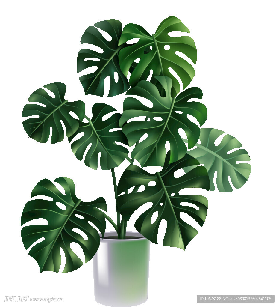 龟背竹绿植盆栽