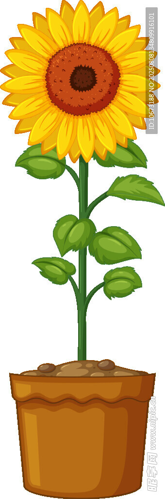 花盆中的可爱向日葵