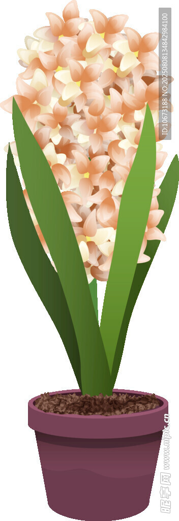 粉色风信子盆栽
