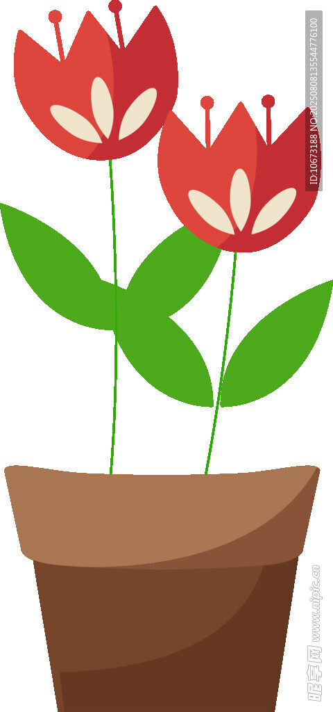 花盆中的三朵红色郁金香