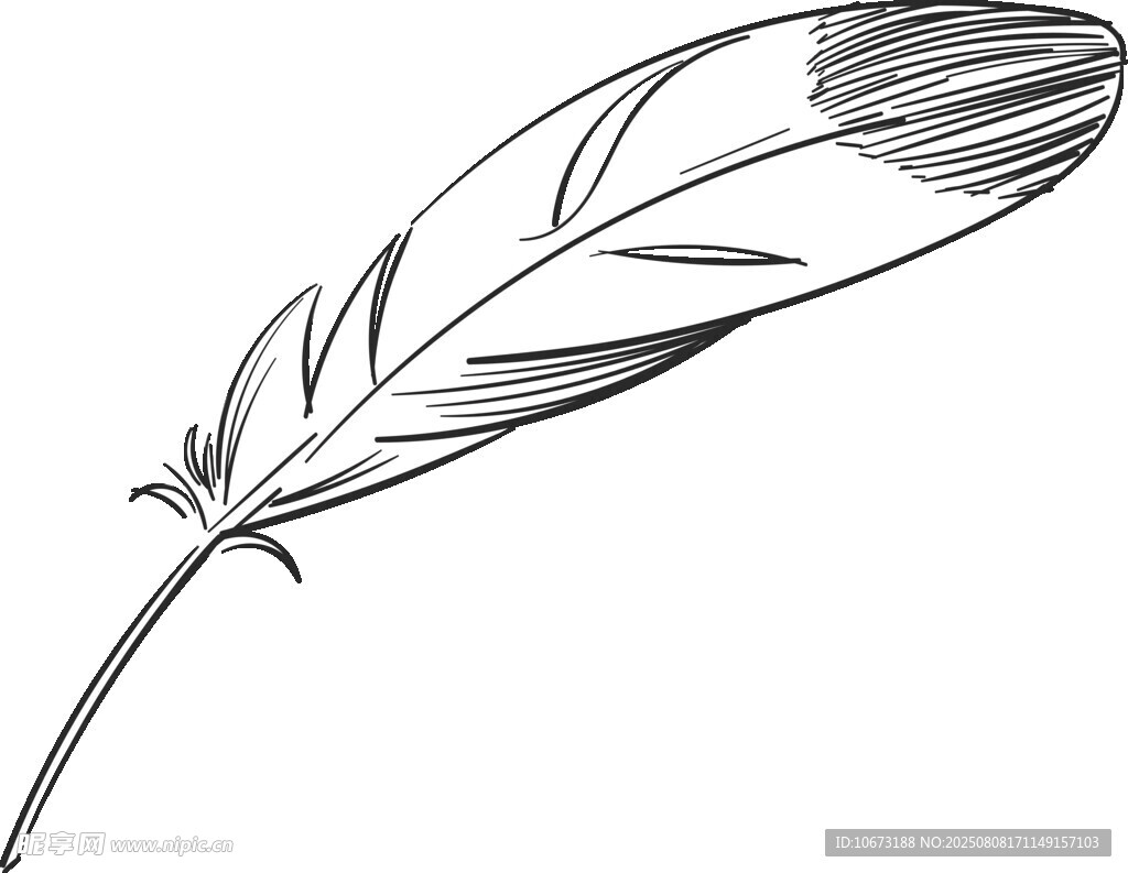 简约线条羽毛插画