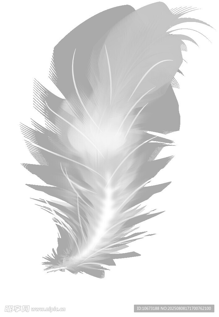 轻盈羽毛插画