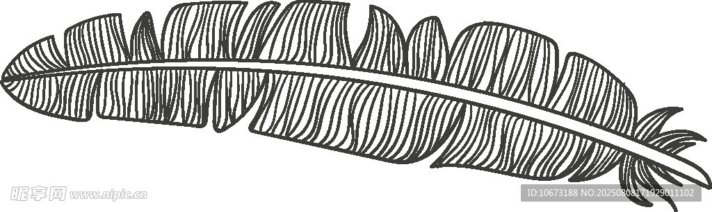 手绘单支羽毛线条插画