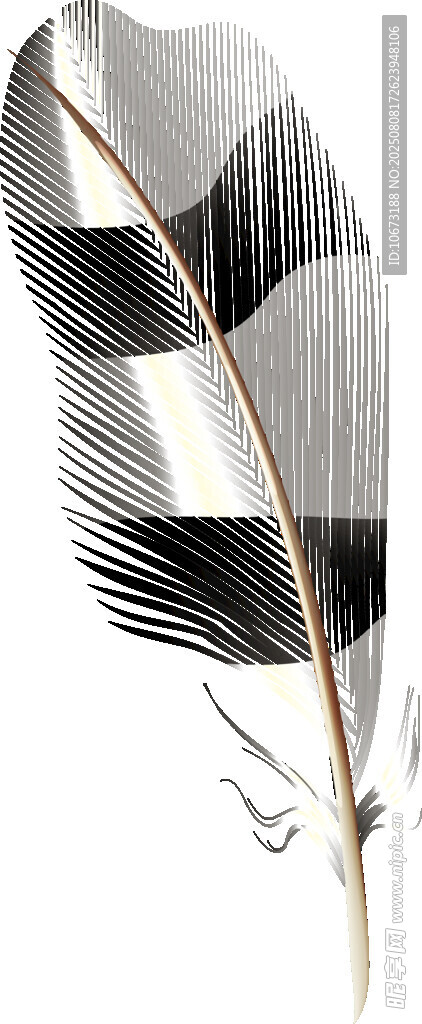 黑白羽毛插画