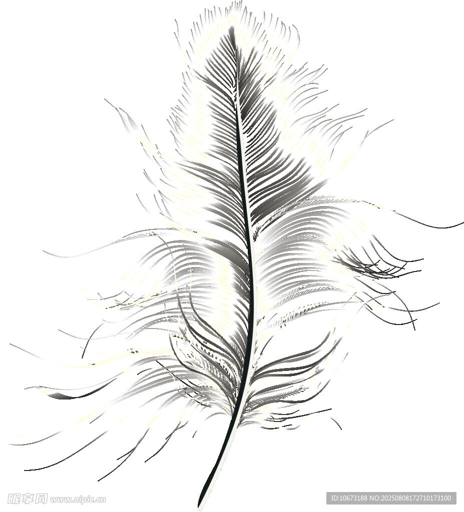 简约黑白羽毛插画
