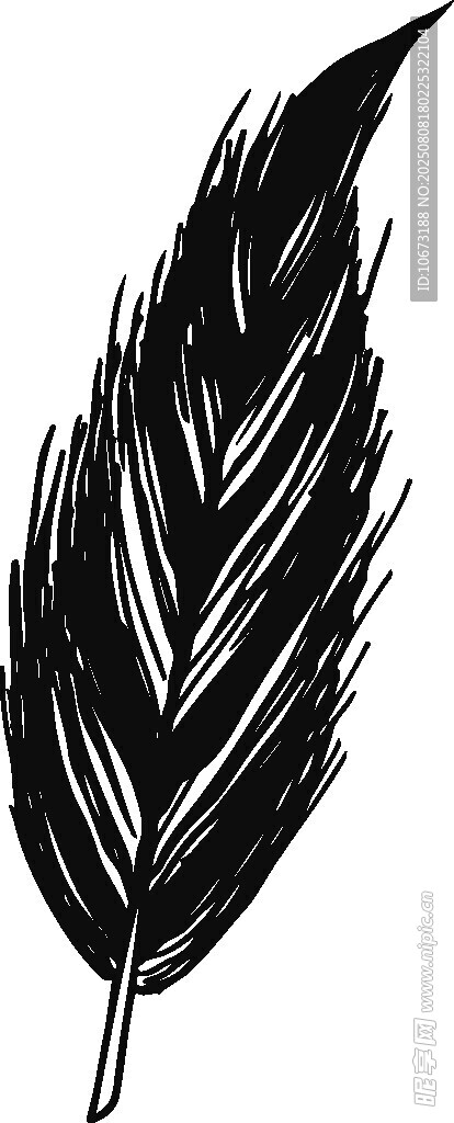 黑白羽毛插画