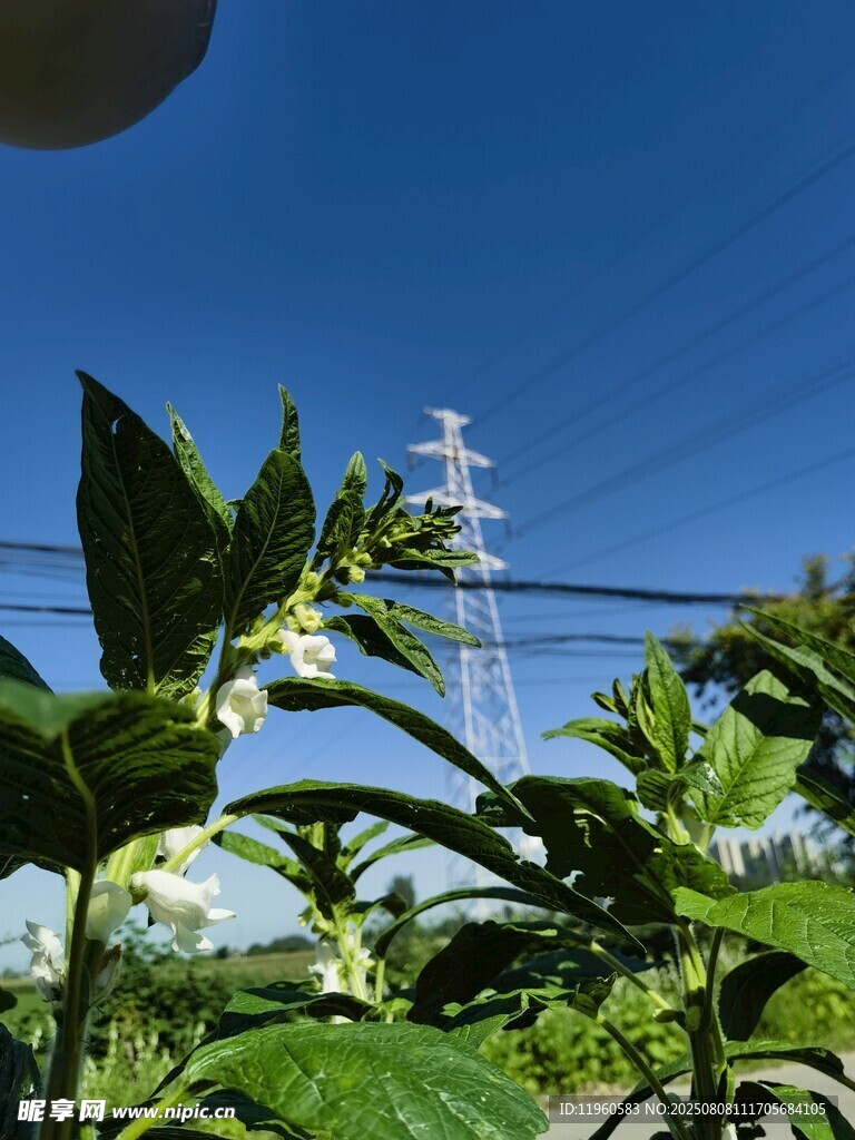 阳光下的绿植与远处高压电塔