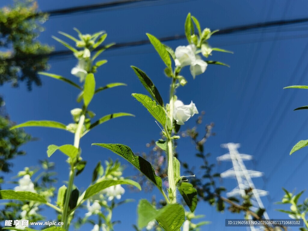 蓝天下的清新白色芝麻花
