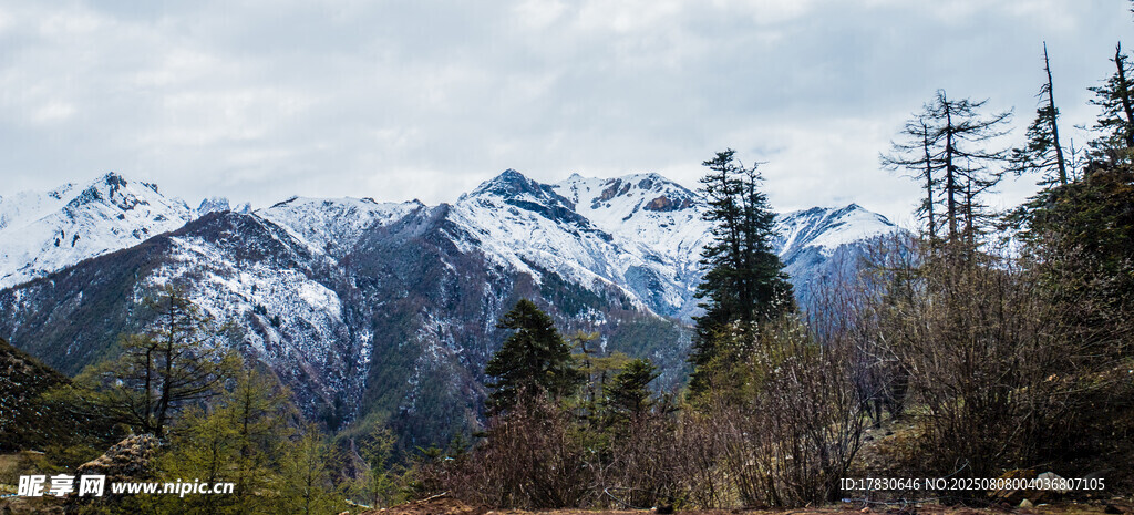 壮丽雪山与葱郁林木景观