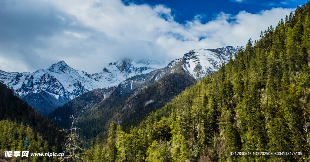 雪山下的葱郁山林