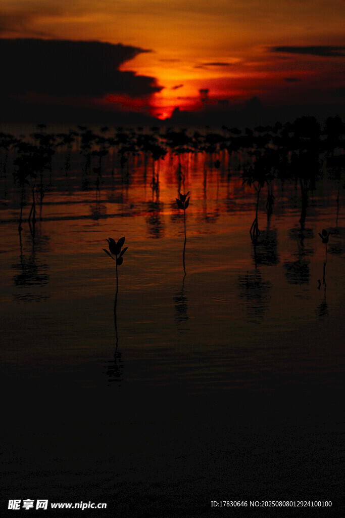 夕阳下的椰林水面美景