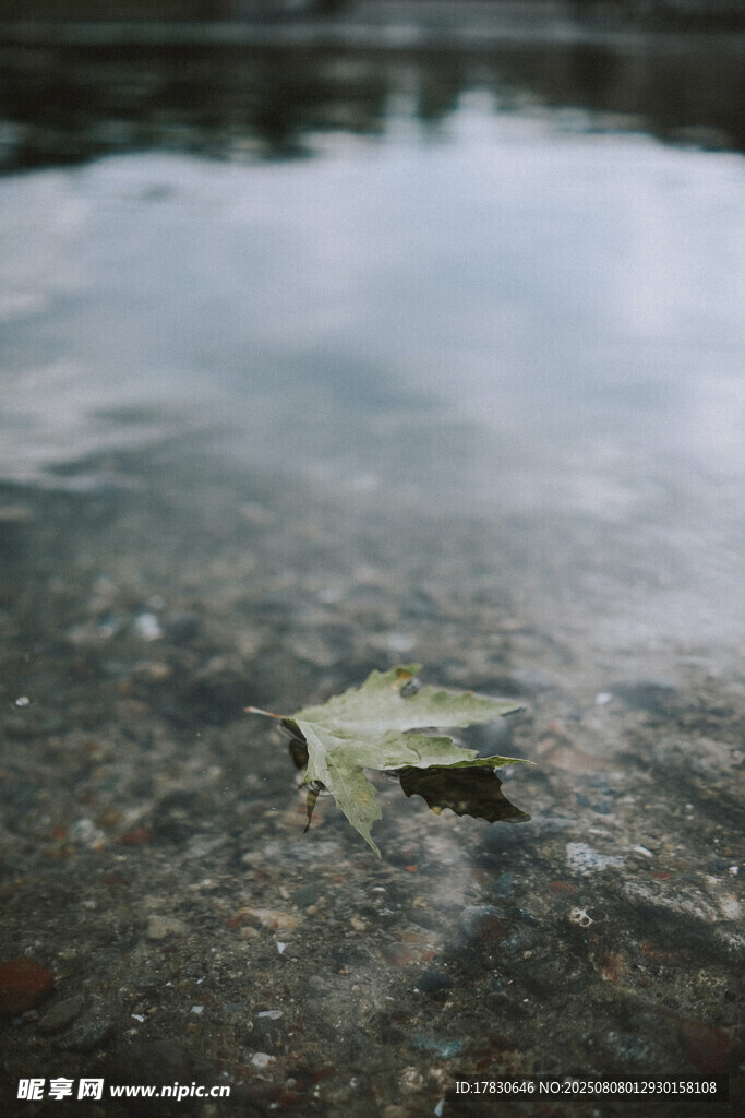 水中枯叶