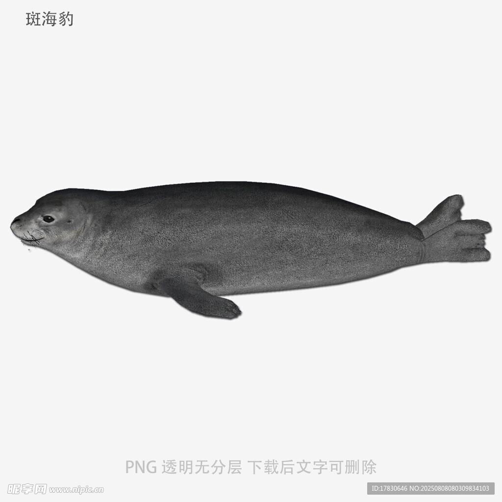 斑海豹