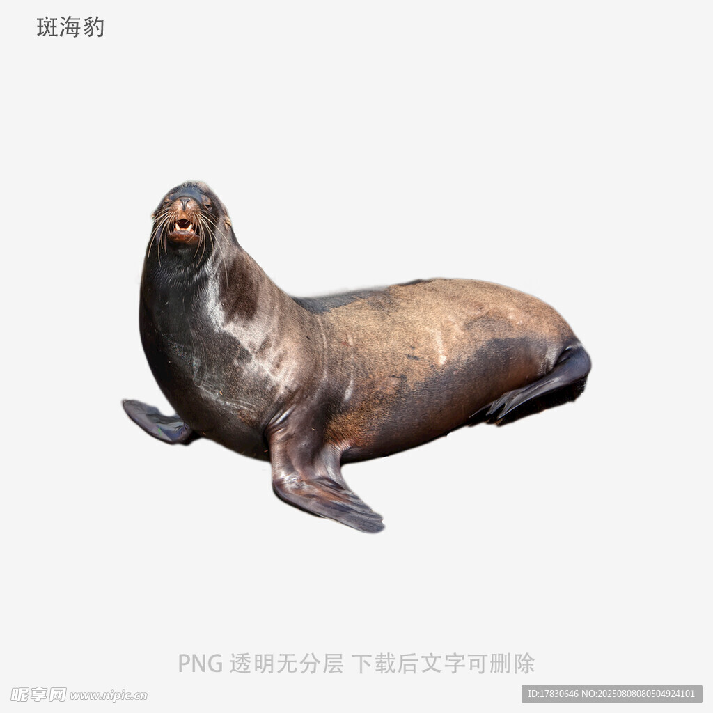 斑海豹
