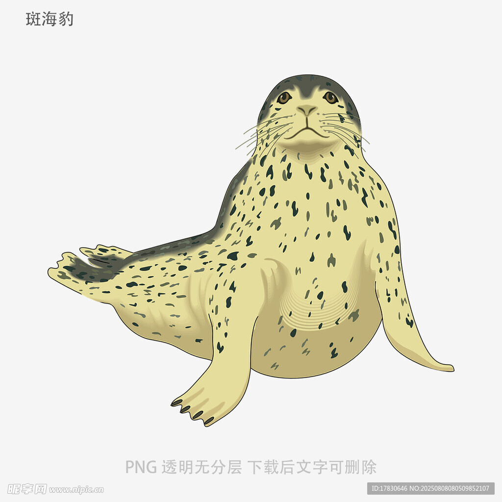 斑海豹