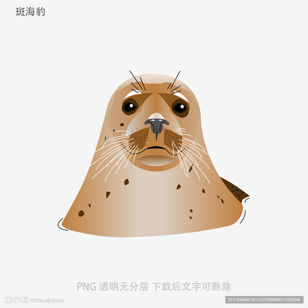 斑海豹
