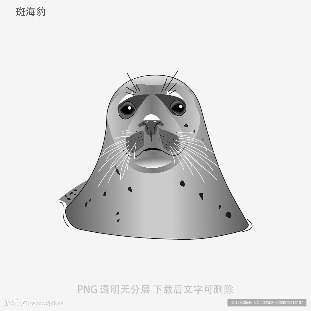 斑海豹