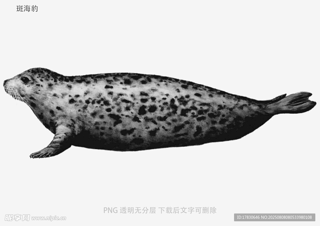 斑海豹